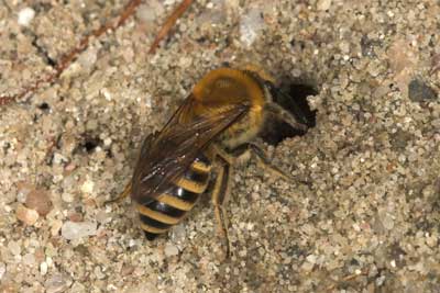 Halictus scabiosae Männchen