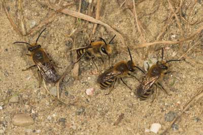 Colletes hederae - Männchen am Nistplatz