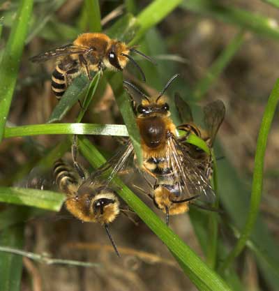 Colletes hederae - Männchen und Paar