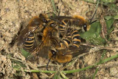 Colletes hederae - Männchen mit kopulierendem Pärchen