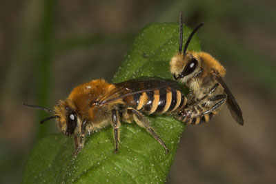 Colletes hederae - Männchen an Mentha piperita