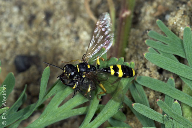 Mellinus arvensis mit Beute