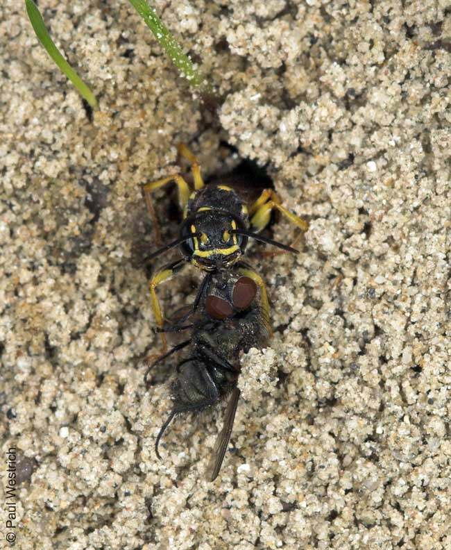 Mellinus arvensis mit Beute
