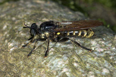 Raubfliege Choerades marginata