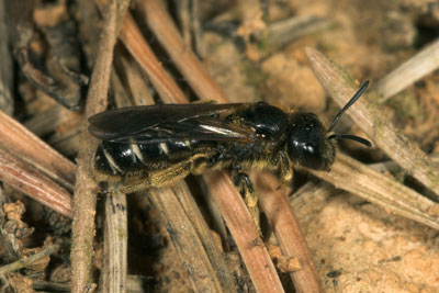 Halictus maculatus, sich am Waldrand sonnend