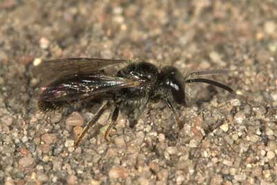 Lasioglossum villosulum Männchen