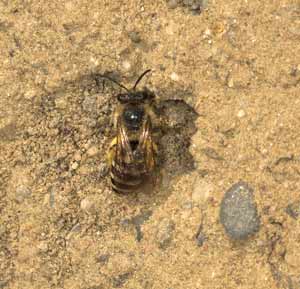 Colletes hederae - Weibchen mit Pollen vor dem Nest