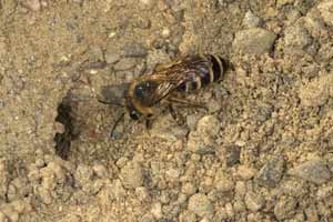 Colletes hederae - Weibchen beim Graben einer Brutzelle
