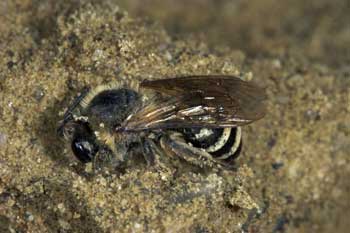 Colletes hederae - totes Weibchen im Erdboden