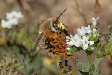 Gisela_Nagel-9703-Anthophora porphyrea