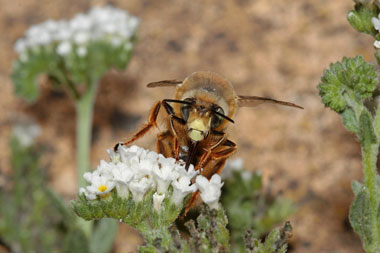 Gisela_Nagel-9704-Anthophora porphyrea