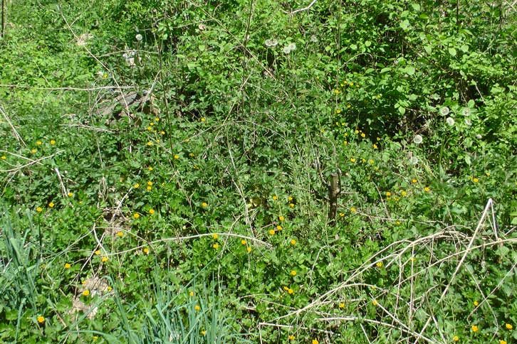 Habitat von Corynis crassicornis