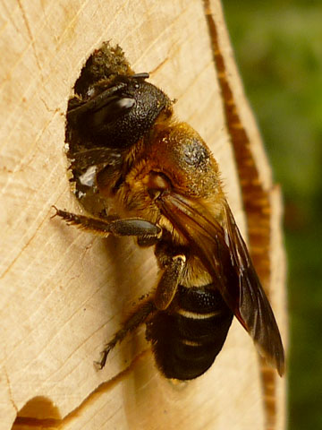 Megachile sculpturalis