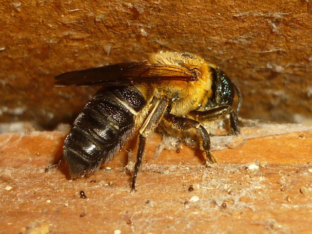Megachile sculpturalis