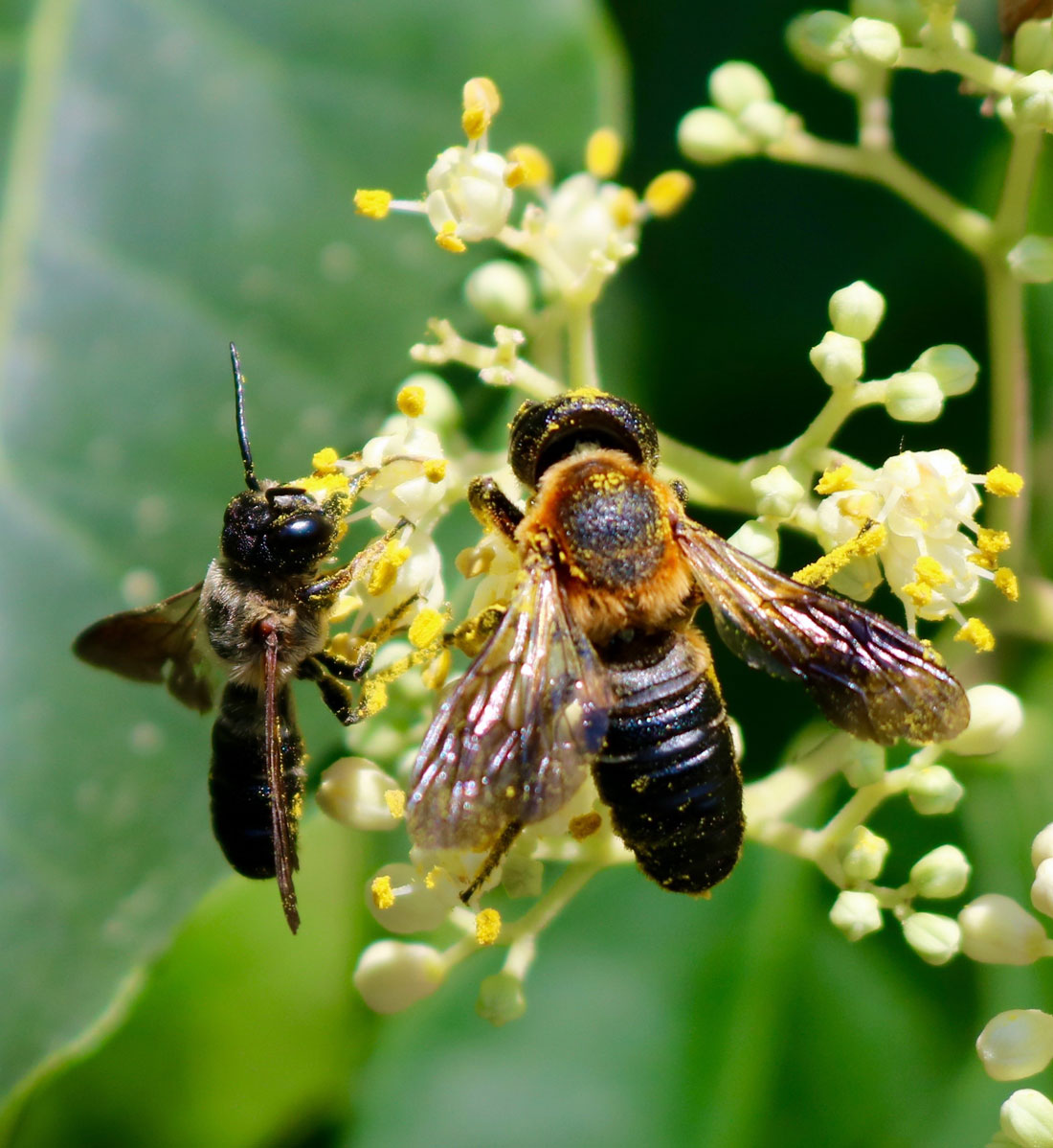 Megachile scupturalis