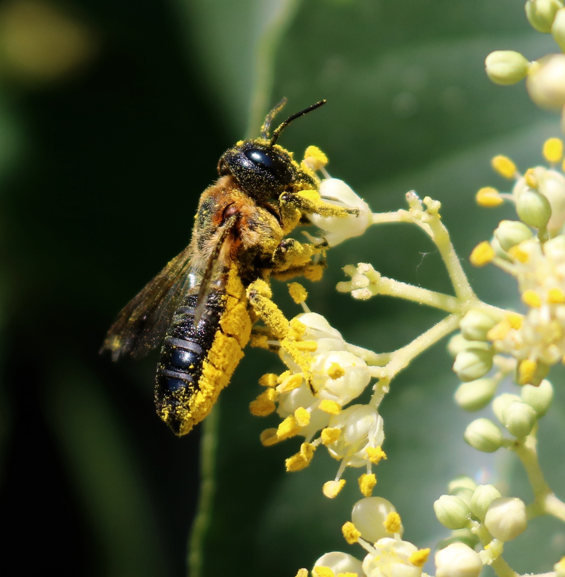 Megachile scupturalis