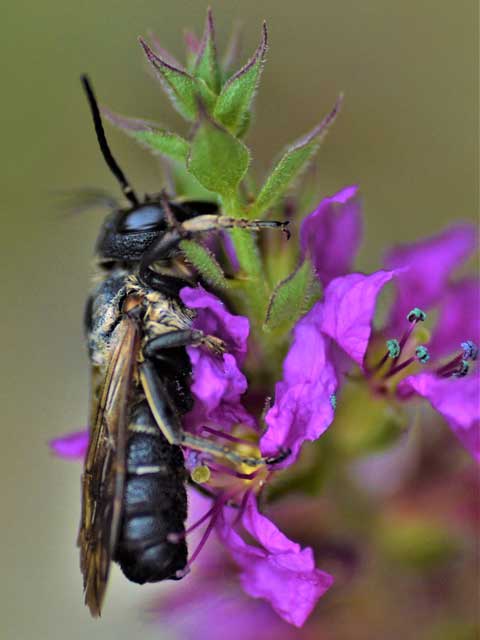 Megachile sculpturalis