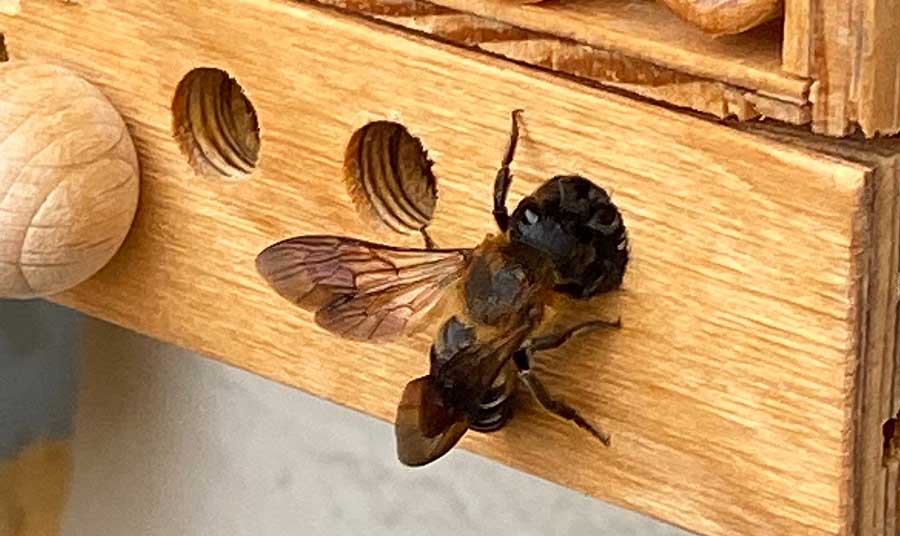 Megachile sculpturalis