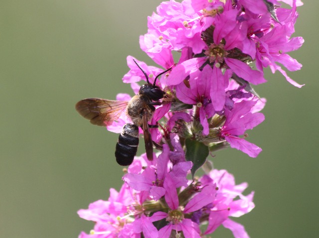 Megachile sculpturalis