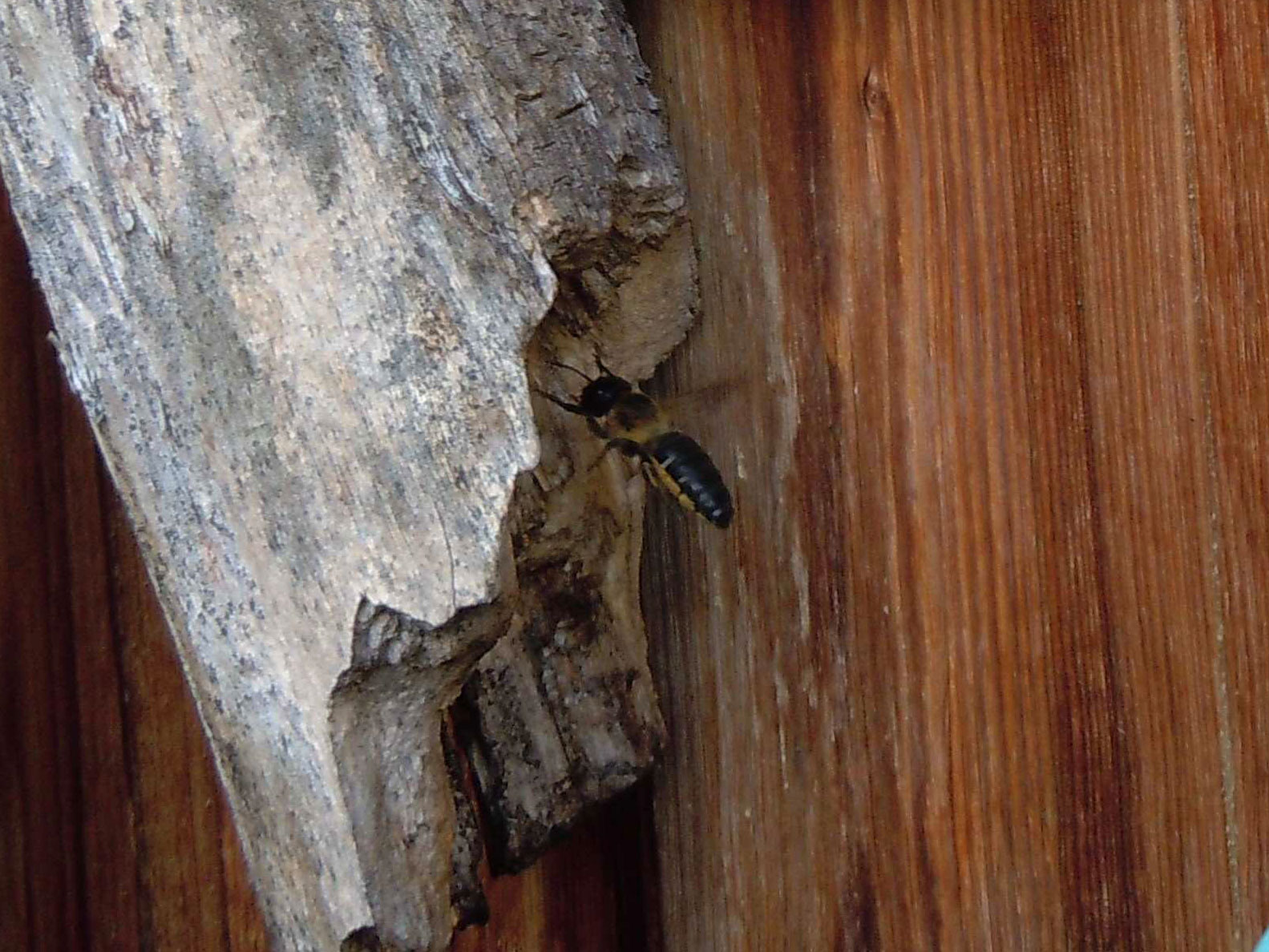 Megachile sculpturalis