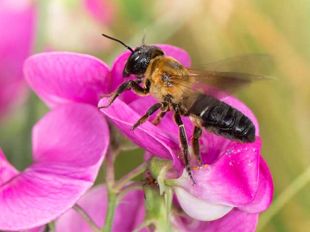 Megachile sculpturalis