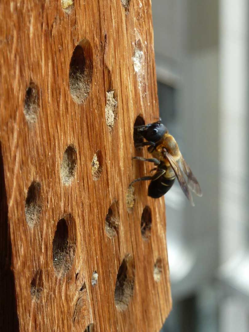 Megachile sculpturalis
