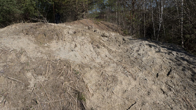 Andrena vaga Nistplatz