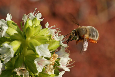 Rolf_Nagel-PW-7276-Anthophora porphyrea-Haria-11 02 2014