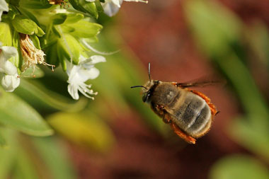 Rolf_Nagel-PW-7332-Anthophora porphyrea-Haria-11 02 2014