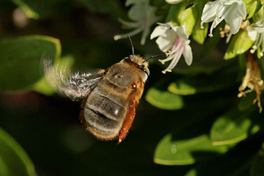 Rolf_Nagel-PW-7361-Anthophora porphyrea-Haria-11 02 2014