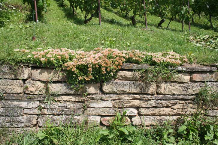 Trockenmauer mit Sedum spurium