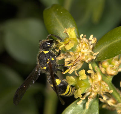 Ancistrocerus nigrocornis an Buchs