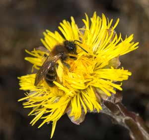 Andrena bicolor - pollensammelndes Weibchen auf Huflattich