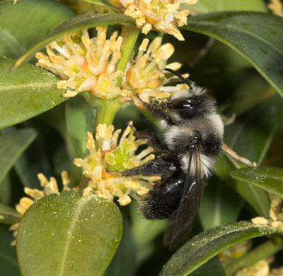 Andrena cineraria Weibchen an Buchs