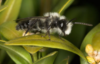 Andrena cineraria Männchen