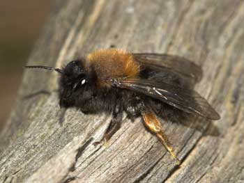 Andrena clarkella Weibchen
