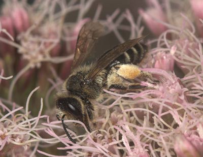 Andrena flavipes pollensammelnd an Eupatorium