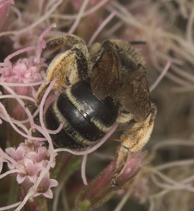 Andrena flavipes pollensammelnd an Eupatorium