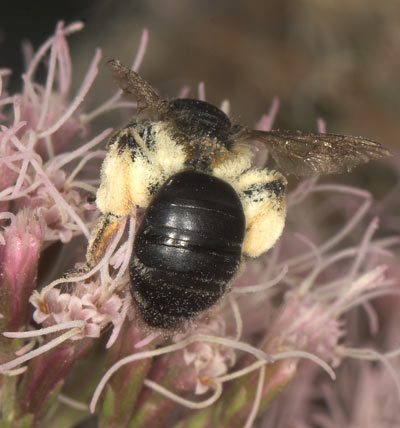Andrena flavipes an Wasserdost
