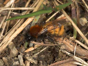 Andrena fulva Weibchen