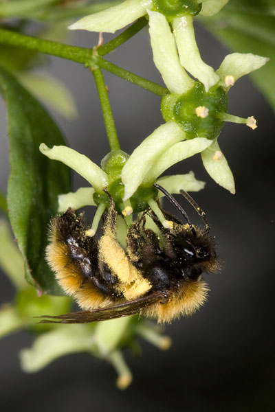 Andrena fulva Weibchen auf Euonymus