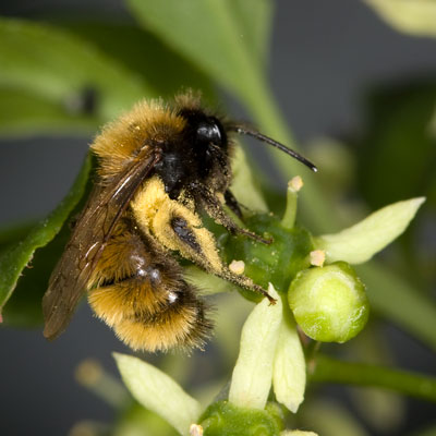 Andrena fulva Weibchen auf Euonymus