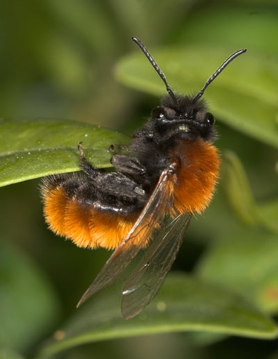 Andrena fulva Weibchen