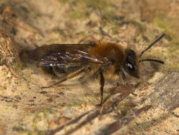 Andrena helvola - stylopisiertes Weibchen