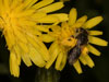 andrena_humilis_18_0147