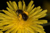 andrena_humilis_crepis_18_0145