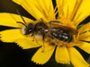 andrena_humilis_m_crepis_2005_0720