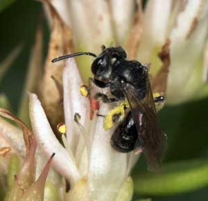 Andrena minutula an Sedum spurium
