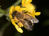 andrena_nigroaenea_crepis_18_0153