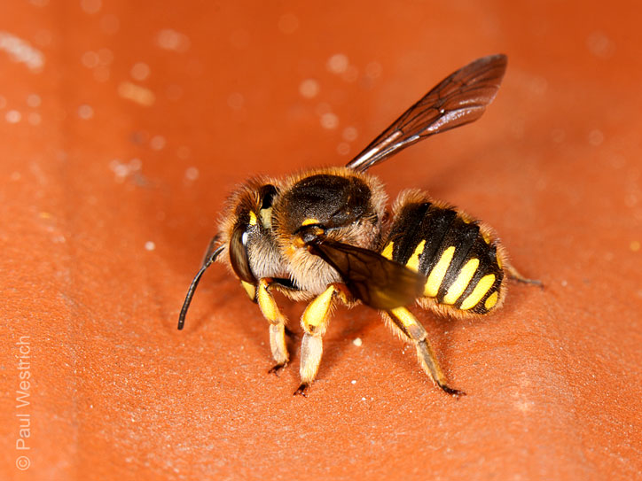 Anthidium manicatum